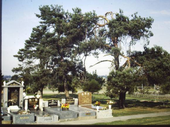 T11196 Pinus sylvestris