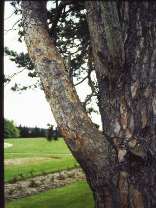 T11196 Pinus sylvestris