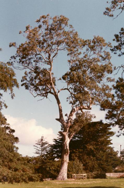 T11279 Eucalyptus tereticornis