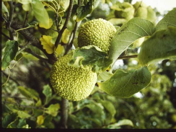 T11198 Maclura pomifera 