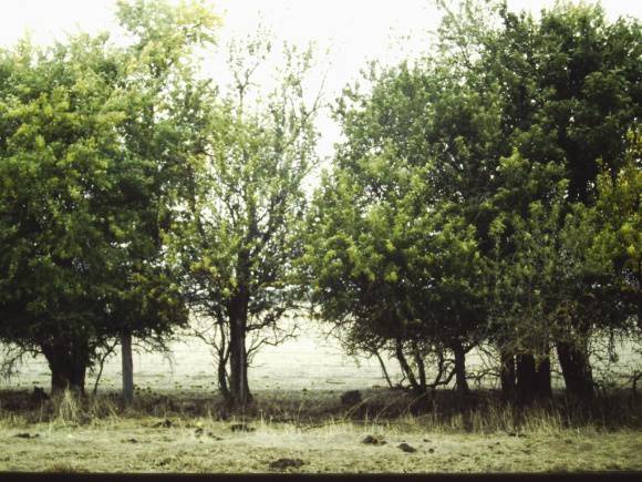 T11198 Maclura pomifera 