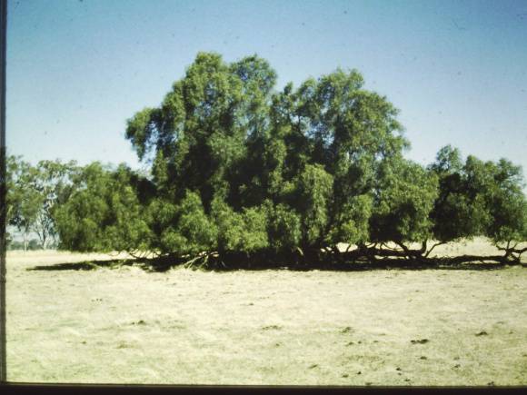 T11205 Schinus areira