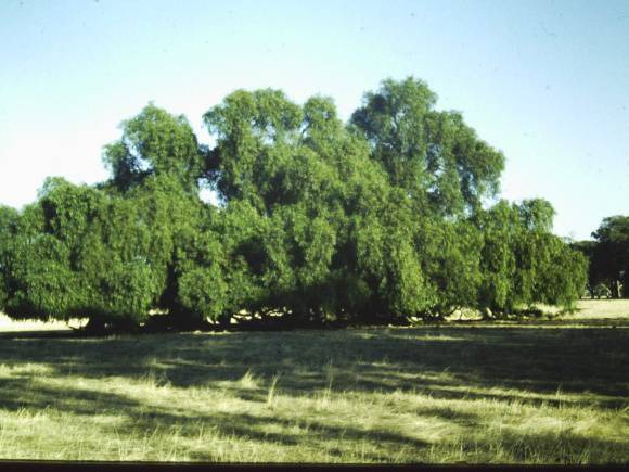 T11205 Schinus areira