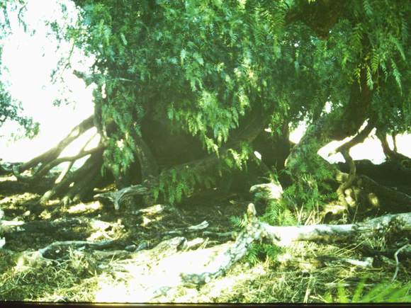 T11205 Schinus areira