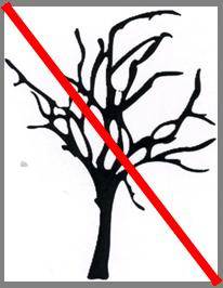T11759 Pinus muricata. Removed