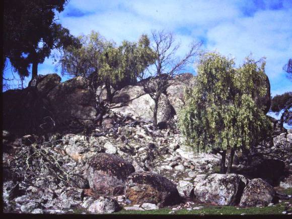 T11208 Santalum lanceolatum