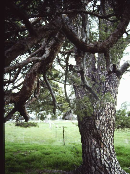 T11210 Pinus sylvestrius