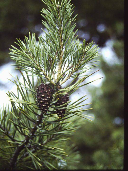 T11210 Pinus sylvestrius