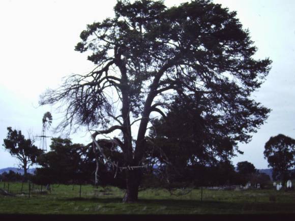 T11210 Pinus sylvestrius