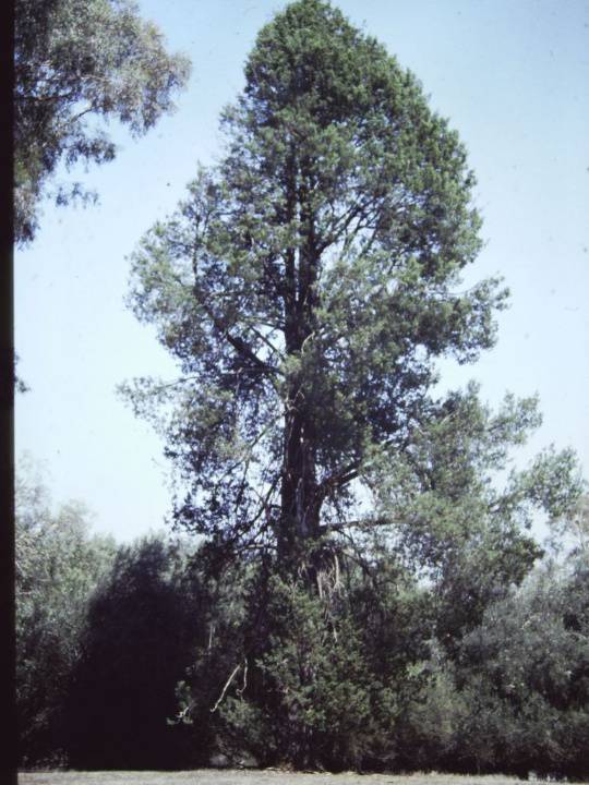 T11211 Callitris glaucophylla