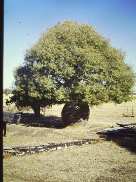 T11215 Brachychiton rupestris