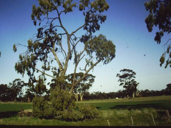 T11216 Acacia pendula 