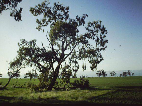 T11216 Acacia pendula 