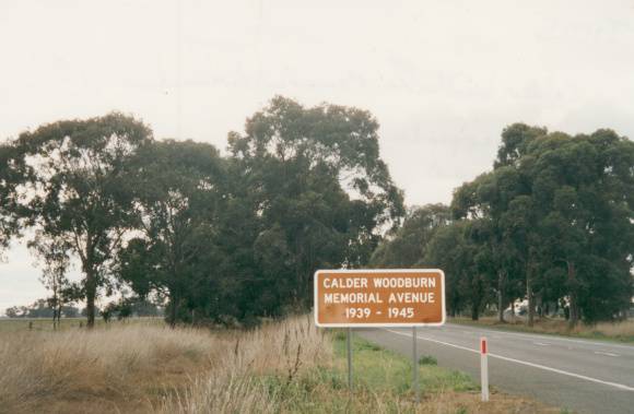 T11115 Eucalyptus Spp.