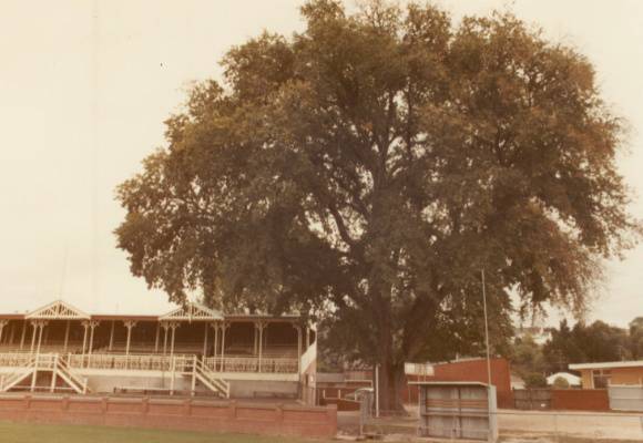 T11316 Ulmus x hollandica