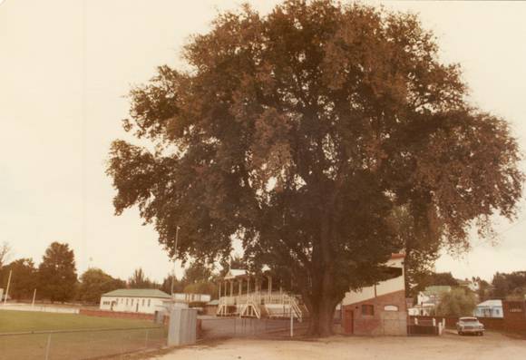 T11316 Ulmus x hollandica