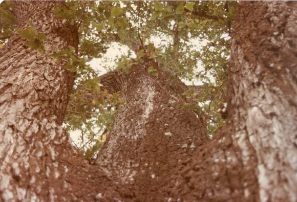 T11316 Ulmus x hollandica