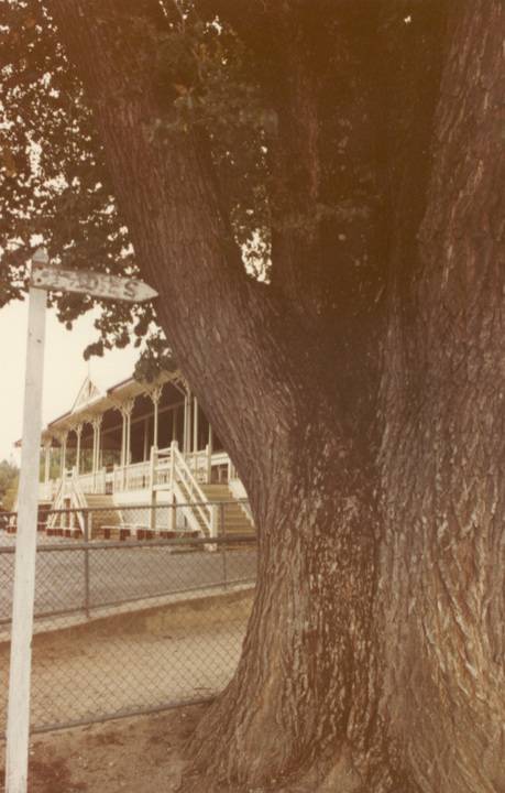 T11316 Ulmus x hollandica