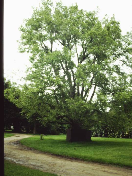 T11243 Ulmus minor 'Variegata'
