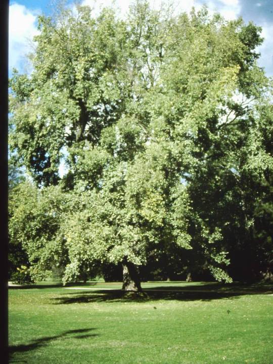 T11243 Ulmus minor 'Variegata'
