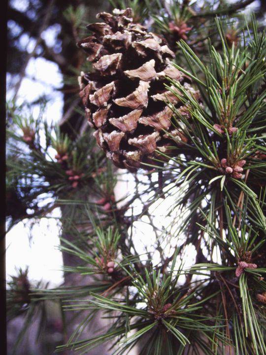 T11249 Pinus gerardiana