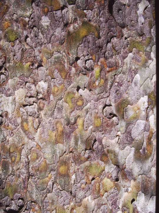 T11249 Pinus gerardiana