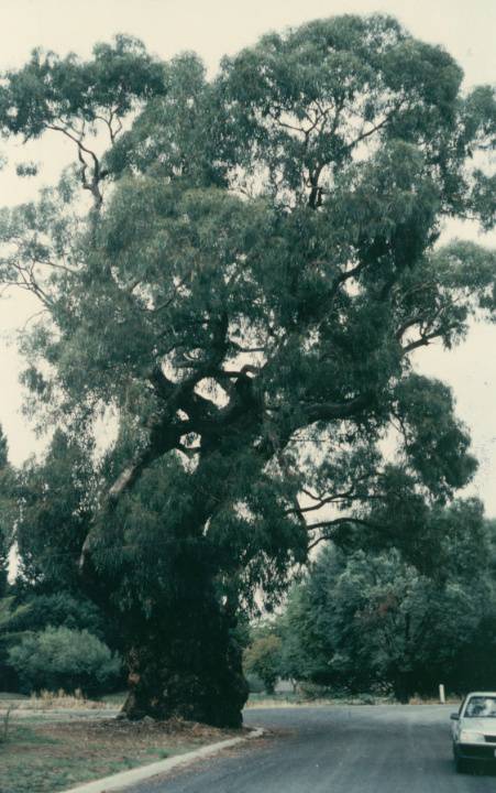 T11345 Eucalyptus bridgesiana