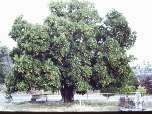 T11253 Arbutus canariensis