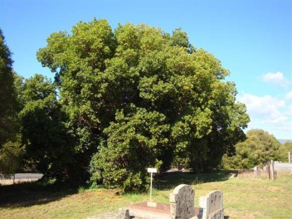 T11253 Arbutus canariensis