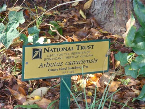 T11253 Arbutus canariensis