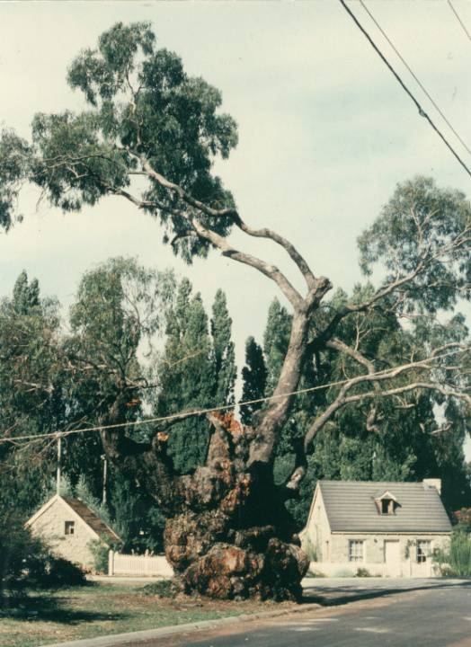 T11345 Eucalyptus bridgesiana 