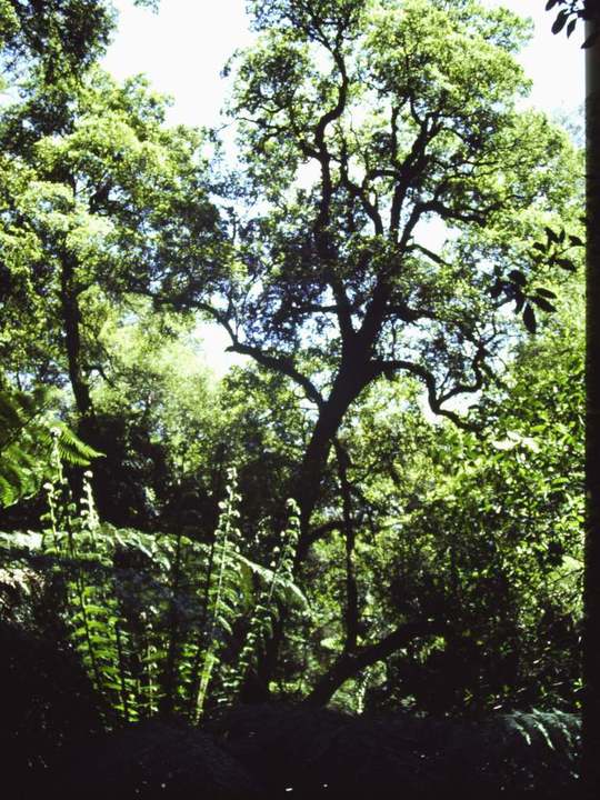 T11257 Nothofagus cunninghamii