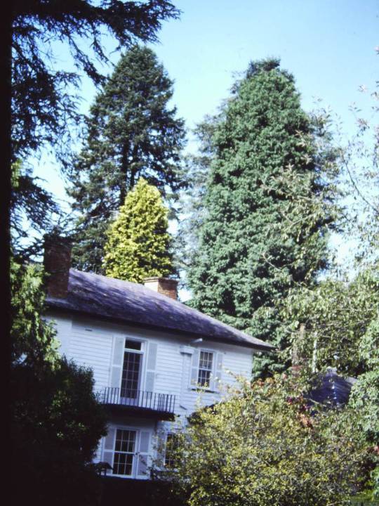 T11266 Cupressus lusitanica var. benthamii