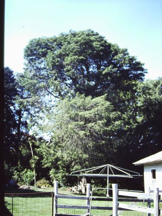 T11266 Cupressus lusitanica var. benthamii
