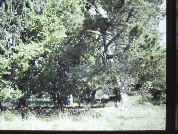 T11268 Laurus azorica