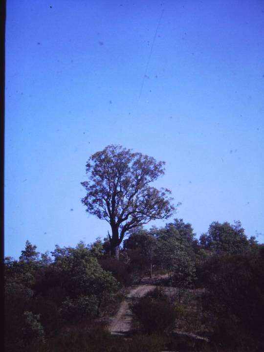 T11271 Eucalyptus macrorhyncha