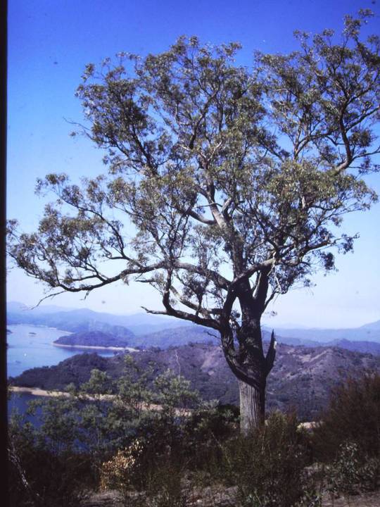 T11271 Eucalyptus macrorhyncha