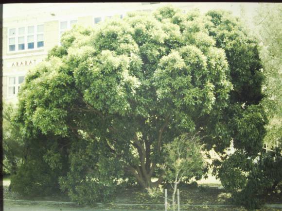 T11274 Arbutus menzielsil