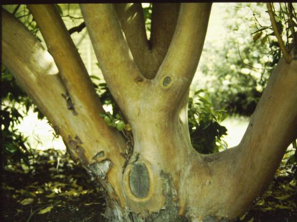 T11274 Arbutus menzielsil