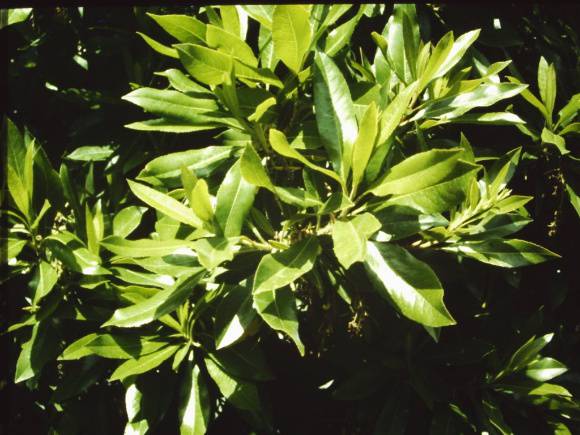 T11274 Arbutus menzielsil