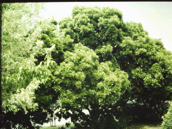 T11274 Arbutus menzielsil