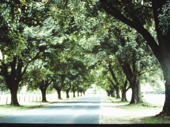 T11281 Ulmus x hollandica
