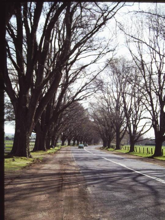 T11281 Ulmus x hollandica