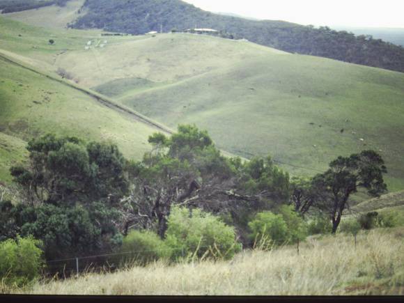 T11286 Callitris glaucophylla