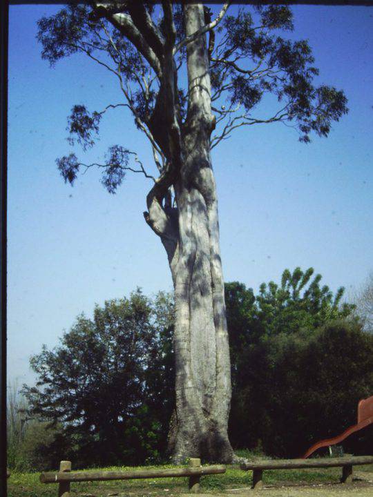 T11288 Eucalyptus camaldulensis