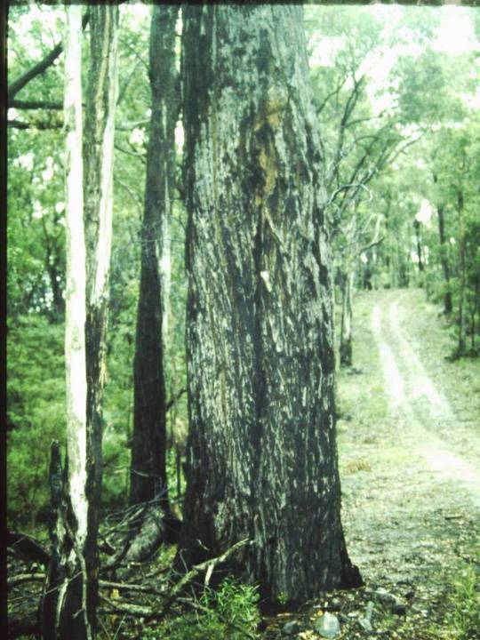 T11289 Eucalyptus sideroxylon subsp. tricarpa