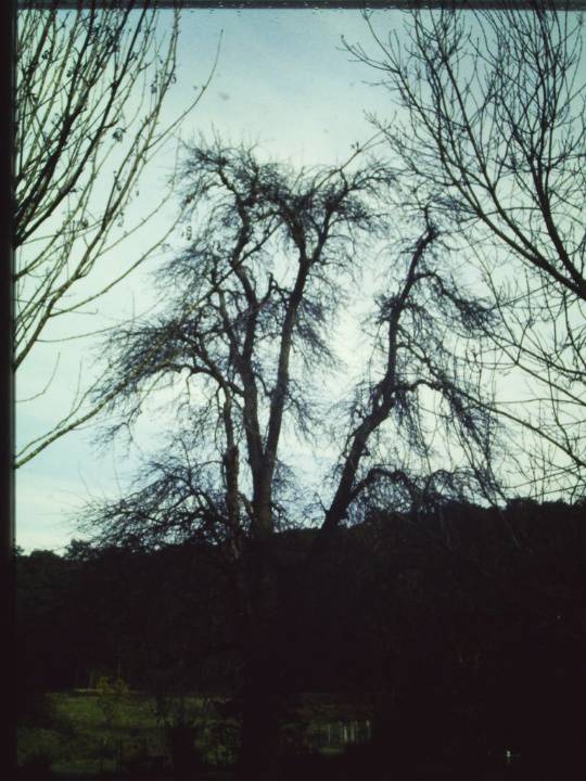 T11290 Pyrus communis 