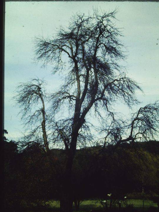 T11290 Pyrus communis 