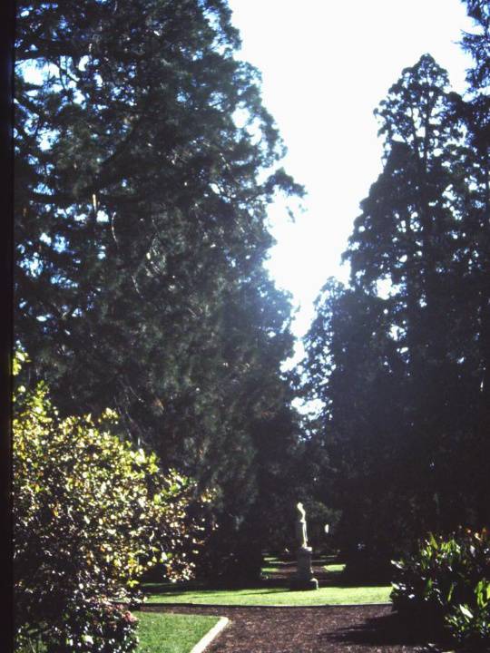 T11301 Sequoiadendron giganteum