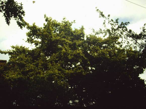 T11315 Quercus robur 'Concordia' 